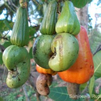 Anacardium occidentale L.